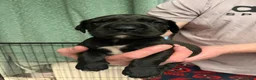 Great Dane dogs for stud: KC reg Dane for stud  - Advert 11