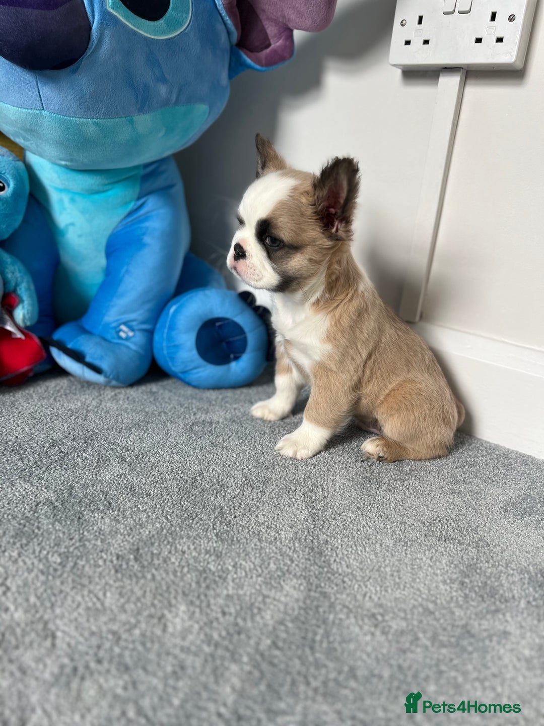 French Bulldog dogs for sale: Fluffy Husky Boy Carrying Pink - Image 4