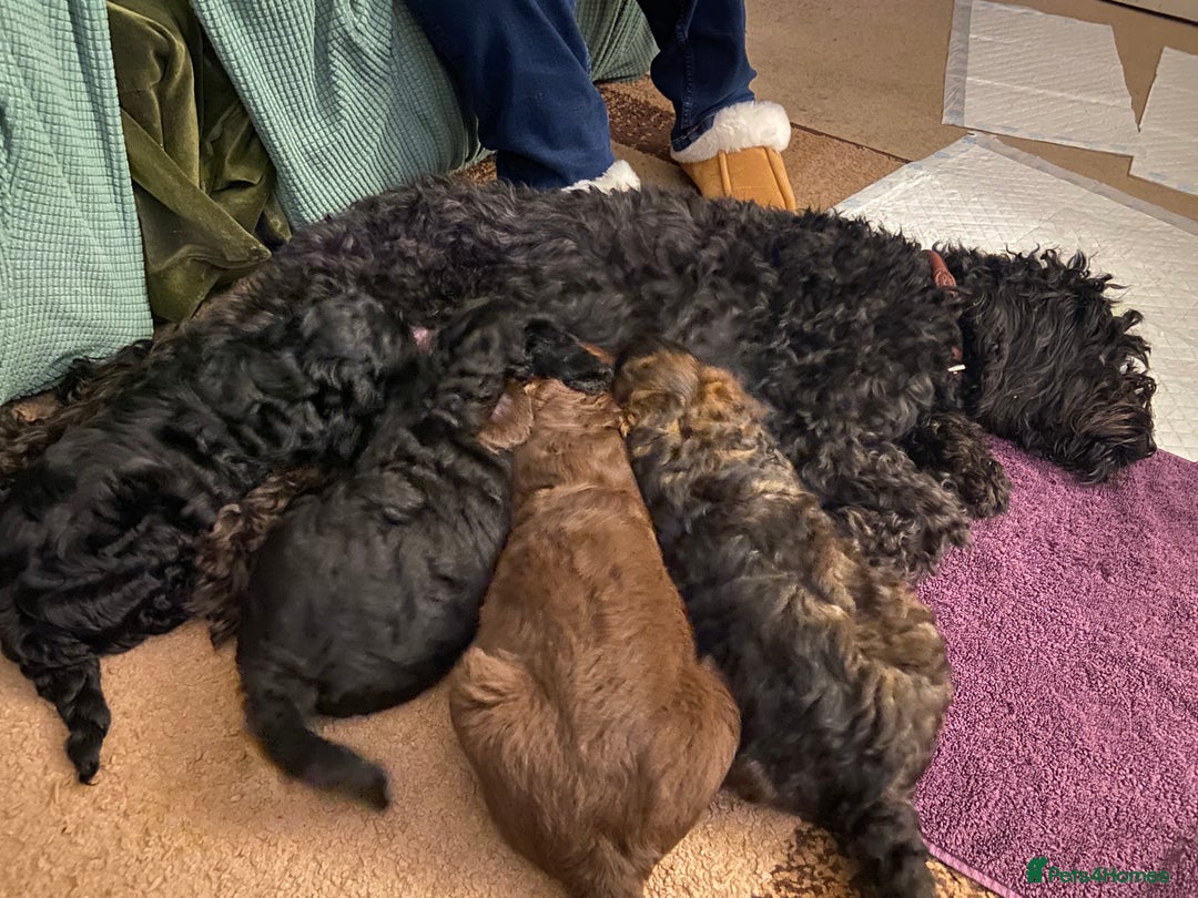 Mixed Breed dogs for sale: Cockapoo X Sproodle - Advert 9