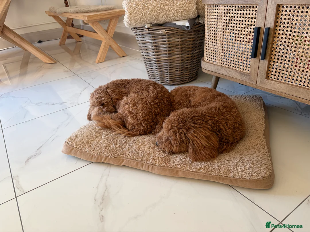 Cockapoo dogs for sale: Two Cockapoo (9 month)  - Advert 8