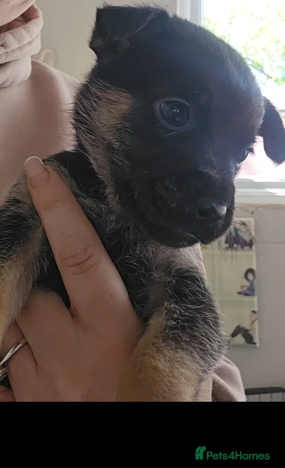 Mixed Breed dogs for sale: Rare breed shug Puppy tripaw - Advert 2