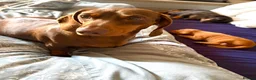 Hungarian Vizsla dogs for sale: Collect in two weeks!🐾KC smooth Hungarian Vizslas - Advert 20