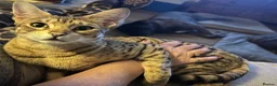 Savannah cats for sale: Savannah F4 girls - Advert 7
