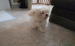 Bichon Frise dogs for sale: Bichon Frise Puppy Looking for a Loving Home - Image 4