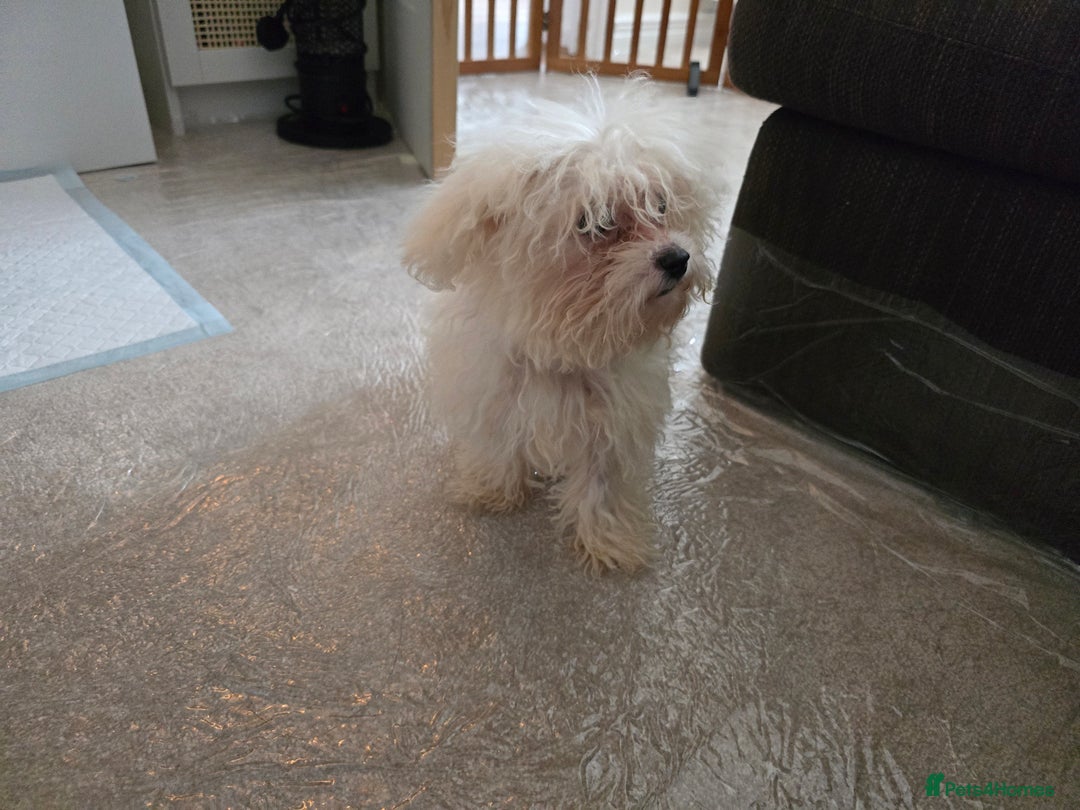 Bichon Frise dogs for sale: Bichon Frise Puppy Looking for a Loving Home - Image 4
