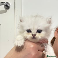 Persian cats 2 Persian silver tipped chinchilla - Advert 5