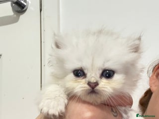 Persian cats Ready to leave! 2 Persian silver tipped chinchilla - Advert 9