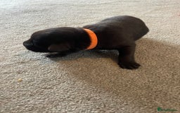 Mixed Breed dogs for sale: Belgium shepherd cross Rottweiler Labrador  - Image 16