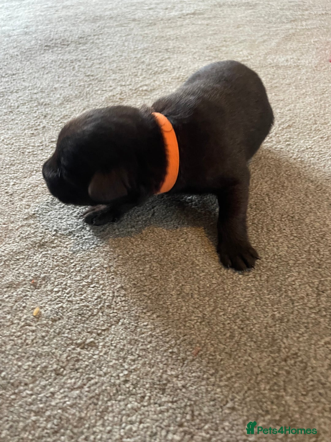Mixed Breed dogs for sale: Belgium shepherd cross Rottweiler Labrador  - Image 16