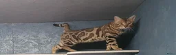 Bengal cats for stud: Quality T.I.C.A reg Bengal for stud SCOTLAND - Advert 9