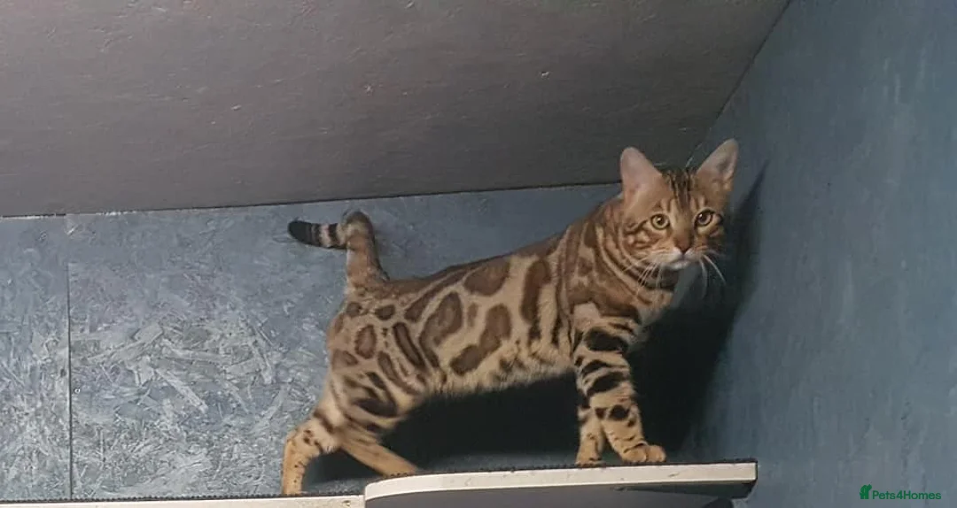Bengal cats for stud: Quality T.I.C.A reg Bengal for stud SCOTLAND - Advert 9