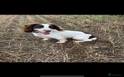 Cocker Spaniel dogs for sale: Extensively Health tested/KC REG Cocker Puppies - Image 15