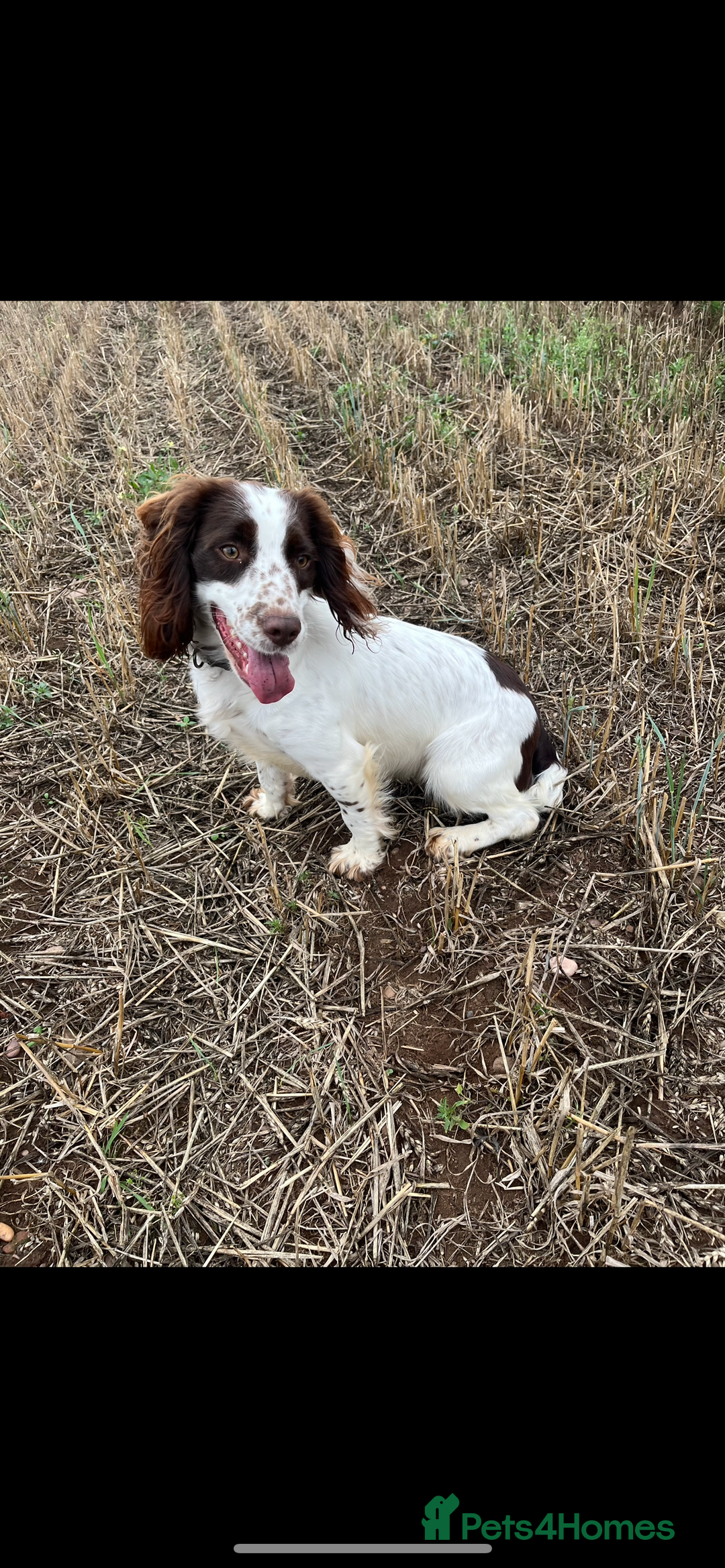 Cocker Spaniel dogs for sale: Extensively Health tested/KC REG Cocker Puppies - Image 15