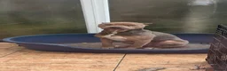 Mixed Breed dogs for sale: Came corso x pressa canario  in Dudley - Advert 2