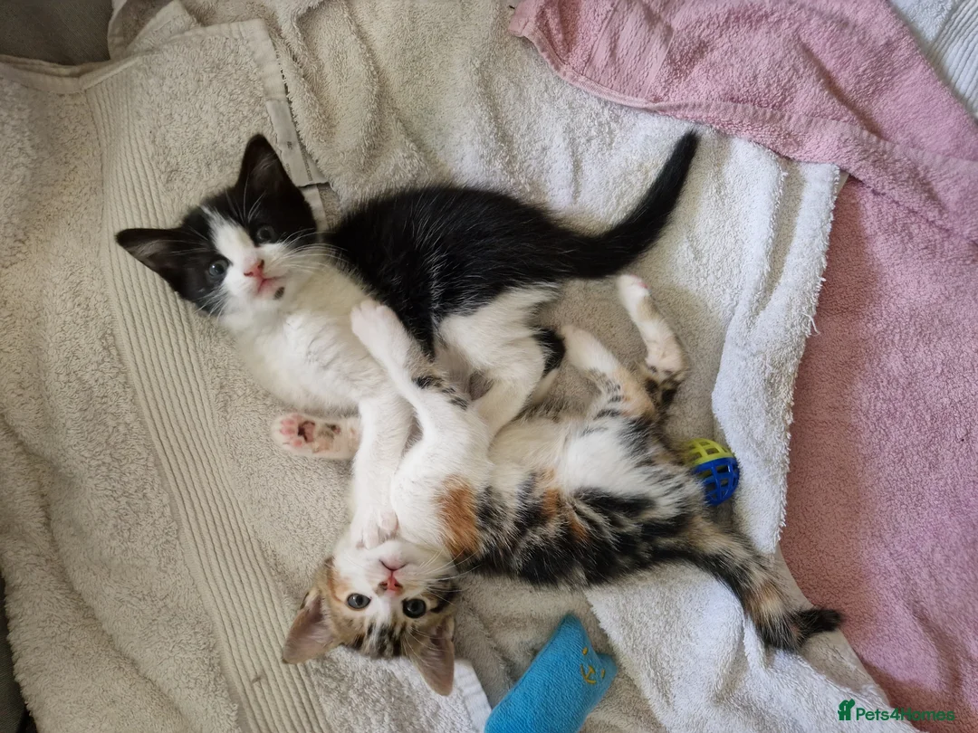 British Shorthair cats for sale: 🐾 British Shorthair Kittens – Ready April 🐾 - Advert 2