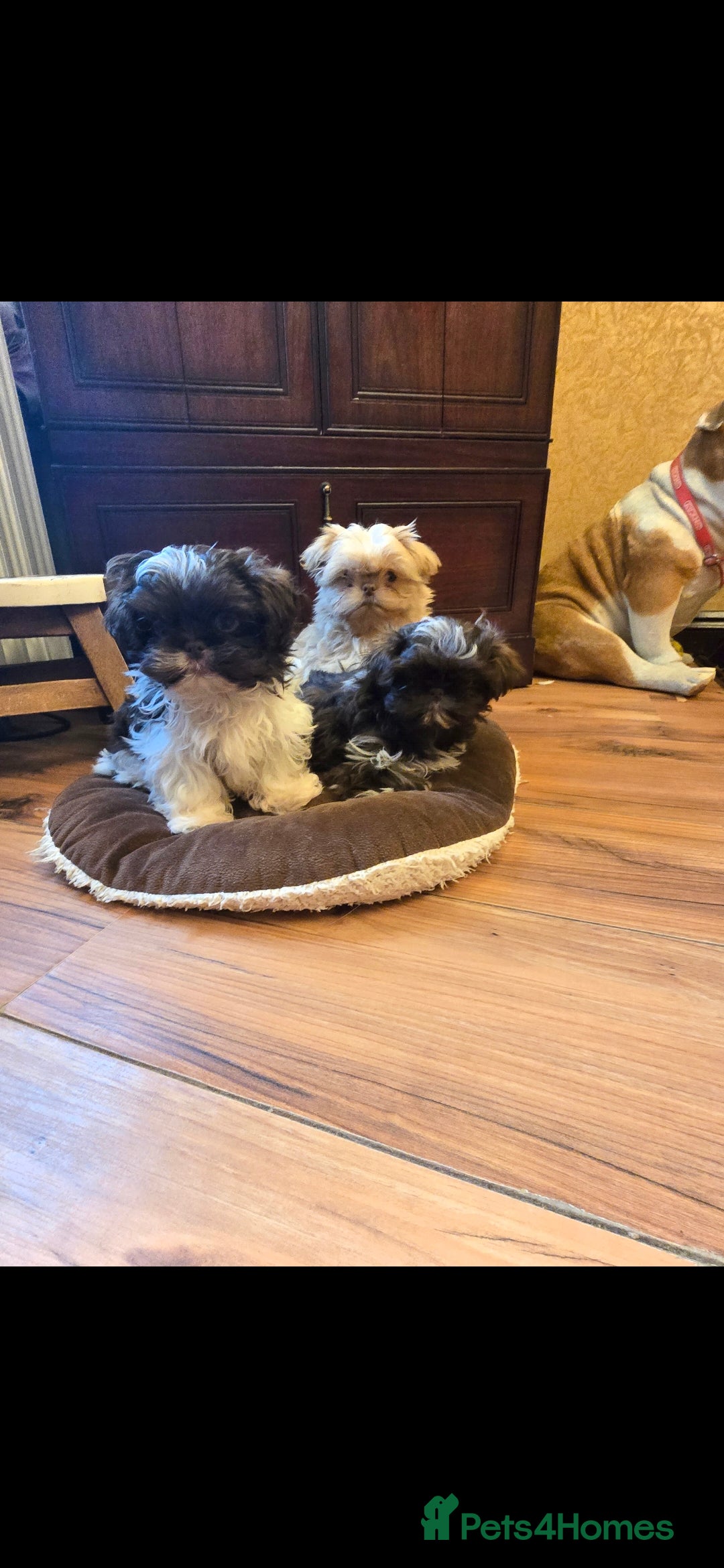 Shih Tzu dogs for sale: Stunning shih tzu - Advert 8