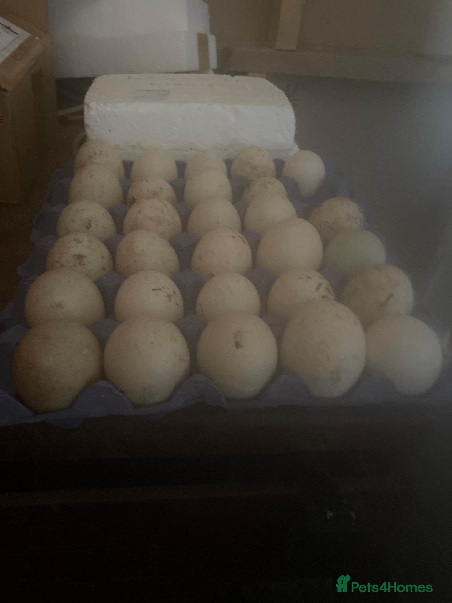 Ducks poultry Fertile duck eggs - Advert 11