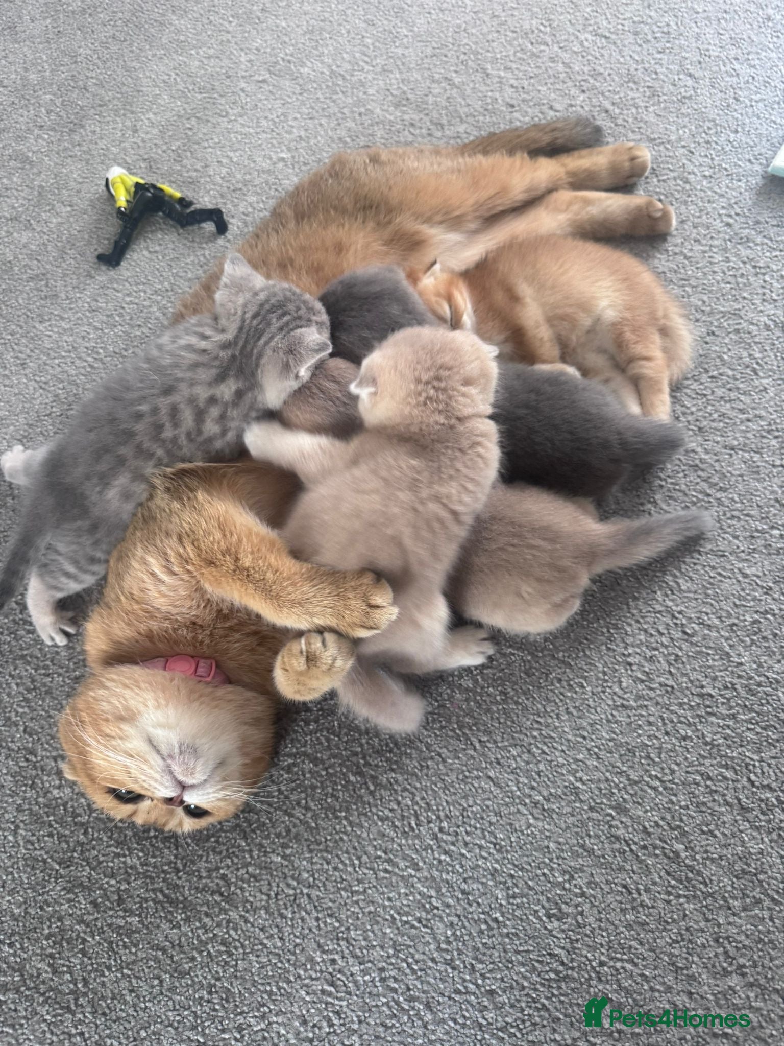 Scottish Fold cats Full Pedigree Beautiful Scottish Fold Kittens tica - Advert 2