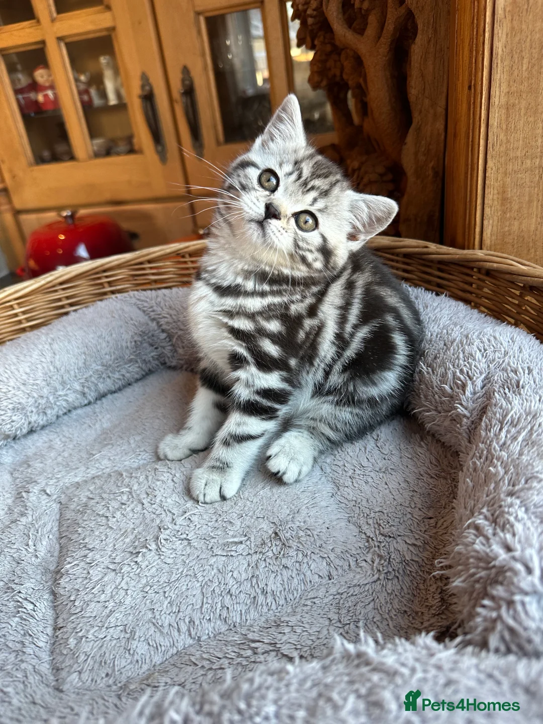 British Shorthair cats for sale: BSH stunning Silver Tabby kittens - Advert 15