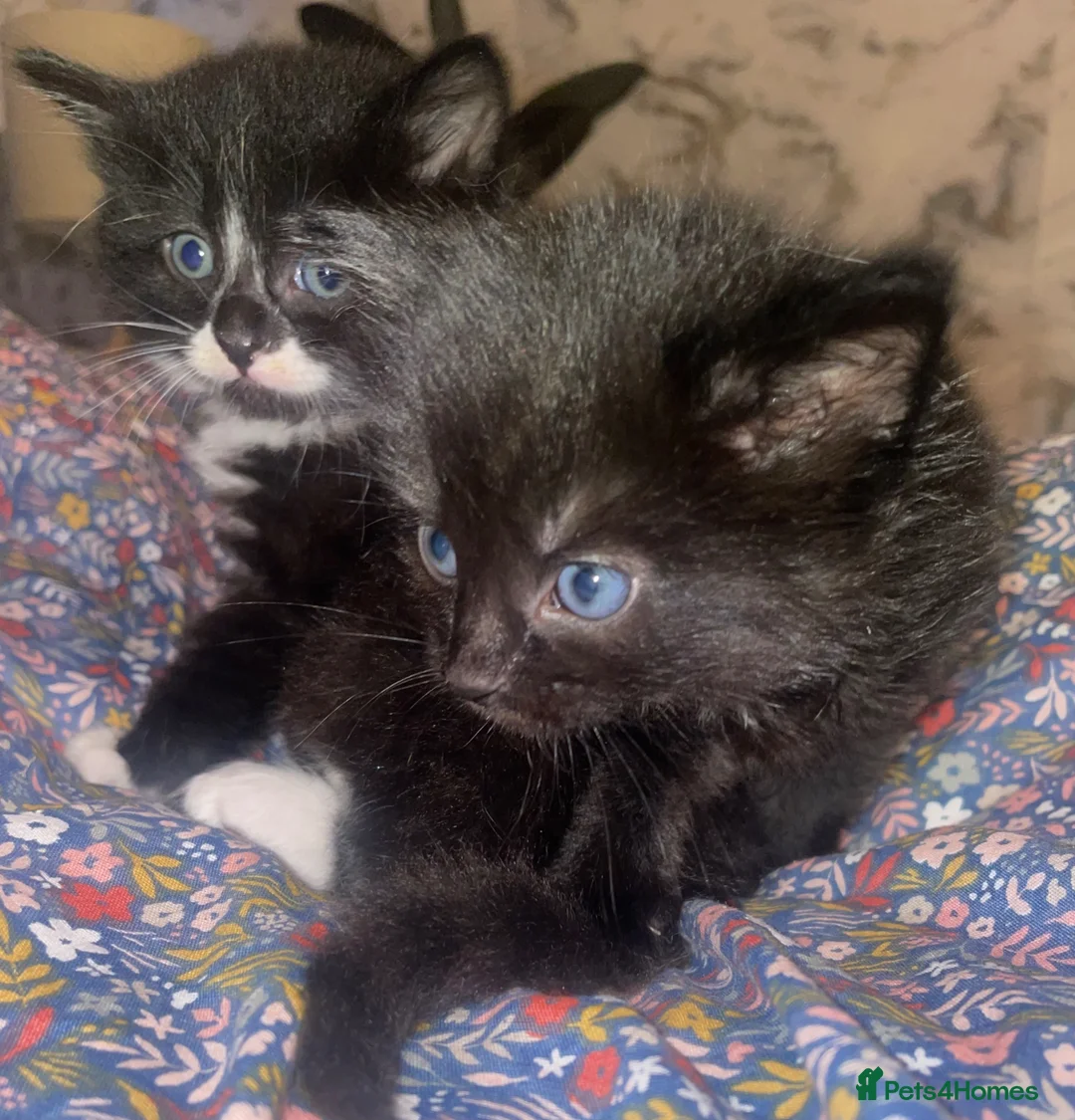 Norwegian Forest Cat cats for sale: Kittens Norwegian Forrest cat mix - Advert 14