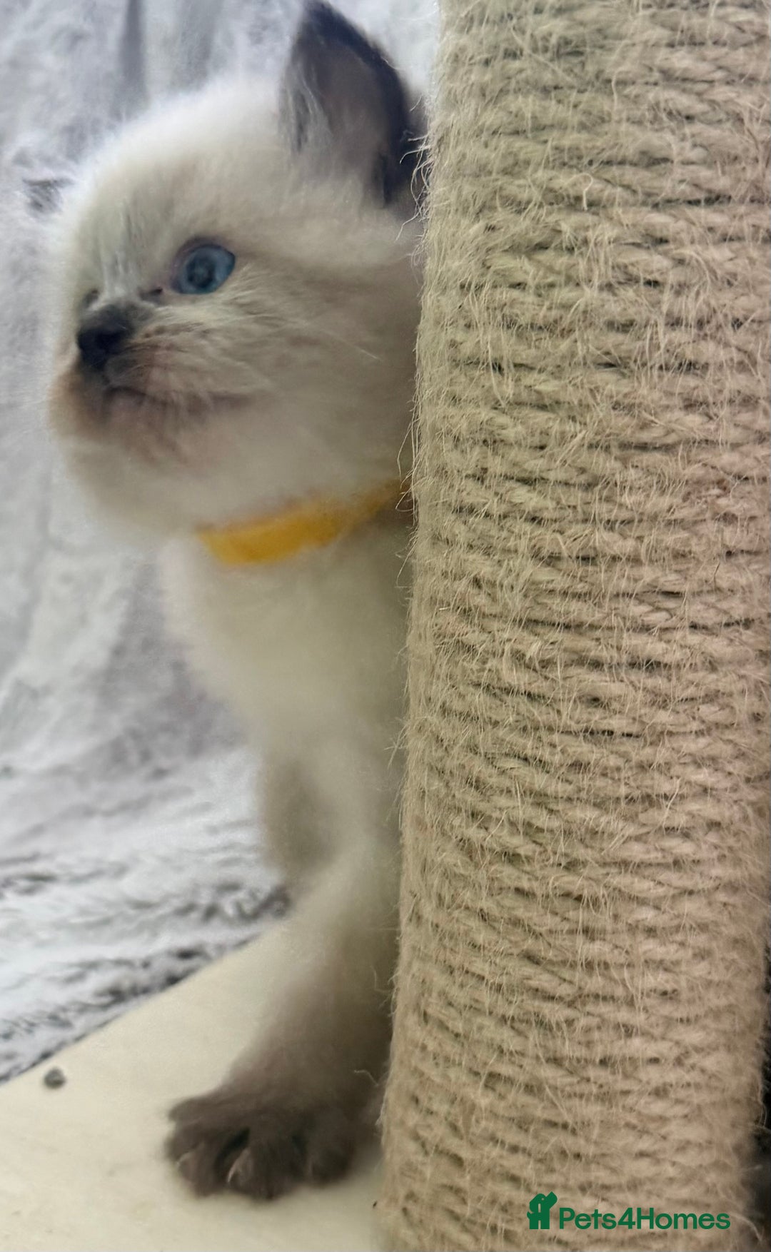 Ragdoll cats for sale: GCCF Exceptional Pedigree Ragdolls 🌸 - Advert 18