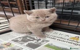 British Shorthair cats for sale: 3 left! British short hairs  - Image 3