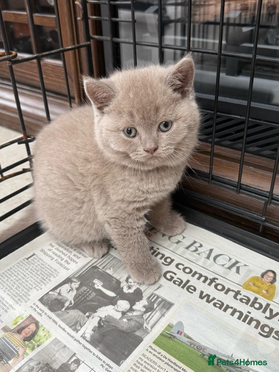 British Shorthair cats for sale: 3 left! British short hairs  - Image 3