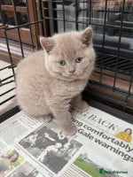 British Shorthair cats - Advert 5