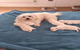 Maltese dogs for sale: Adorable Maltese Puppies For Sale❤️ - Image 1