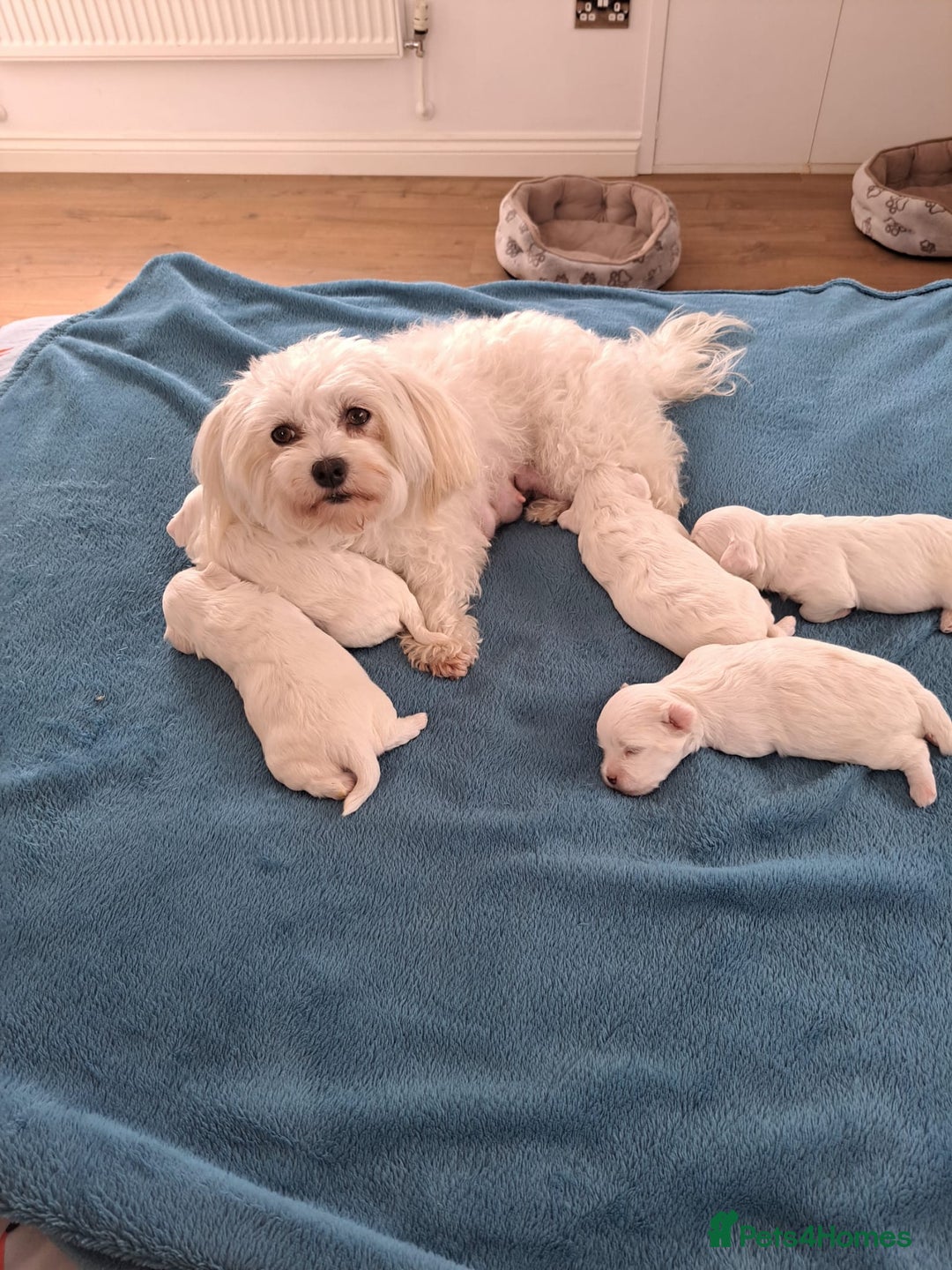 Maltese dogs for sale: Adorable Maltese Puppies For Sale❤️ - Image 1