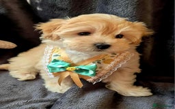 Maltipoo dogs for sale: F1 gorgeous maltipoo puppies - Image 4