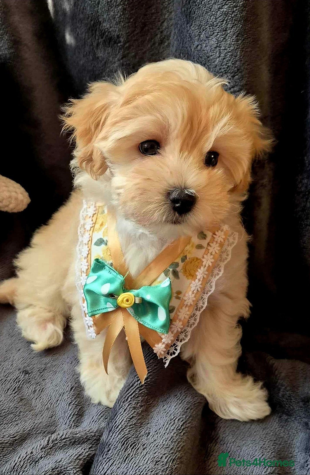 Maltipoo dogs for sale: F1 gorgeous maltipoo puppies - Image 4