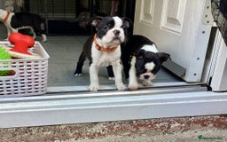 Boston Terrier dogs for sale: 9 BEAUTIFUL BOSTON TERRIER PUPPIES (2 GIRLS LEFT) - Image 11