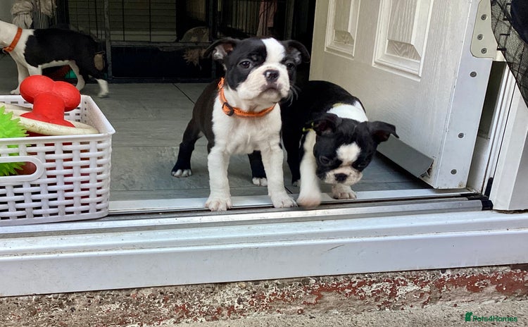 Boston Terrier dogs - Advert 1