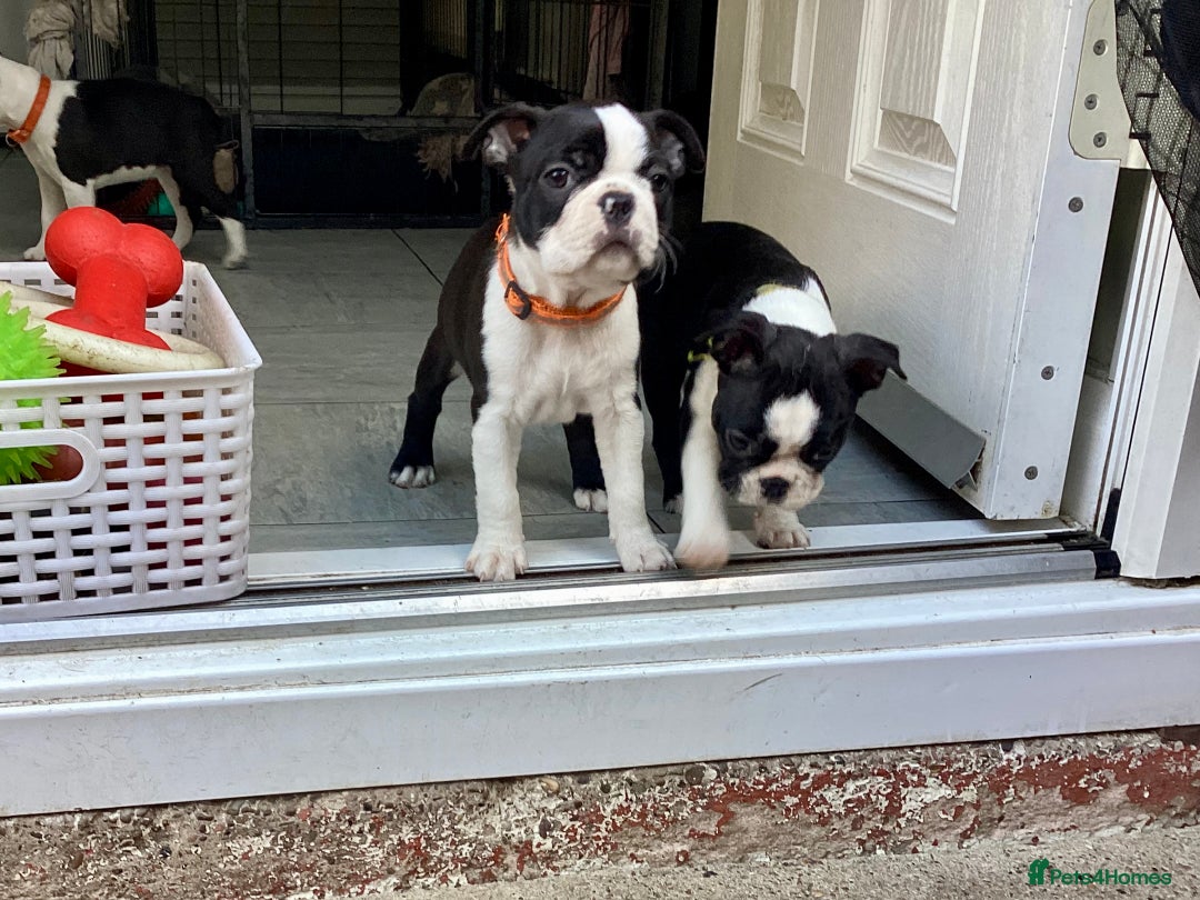 Boston Terrier dogs for sale: 9 BEAUTIFUL BOSTON TERRIER PUPPIES (2 GIRLS LEFT) - Image 11