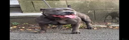 Staffordshire Bull Terrier dogs for sale: King Fury Puppies  in Liverpool - Advert 12
