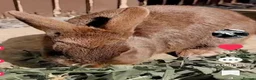 Mixed Breed rabbits for sale: A male and female rabbit. - Advert 4