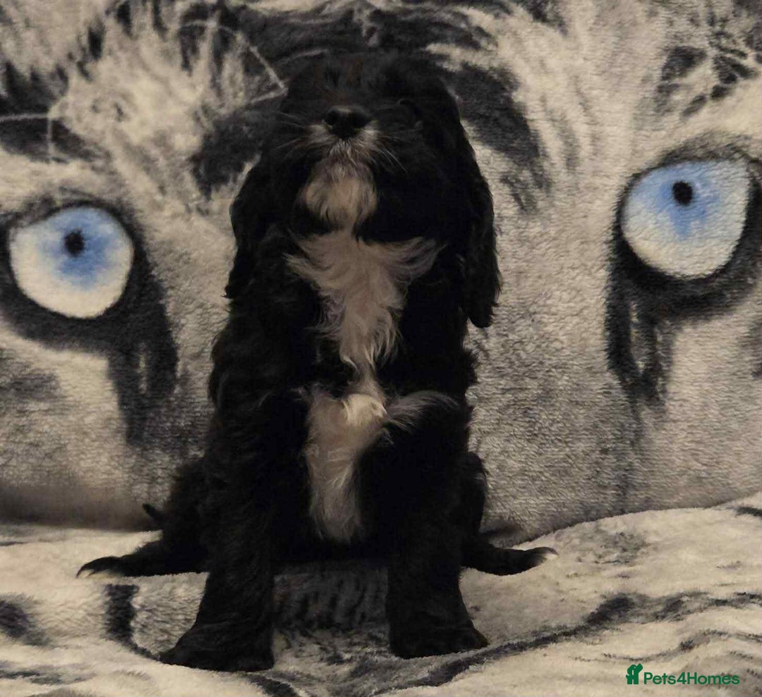 Cockapoo dogs for sale: F1 Merle cockerpoo  - Advert 21