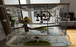 Budgerigars birds for sale: 1 male budgie for sale with cage - Image 3