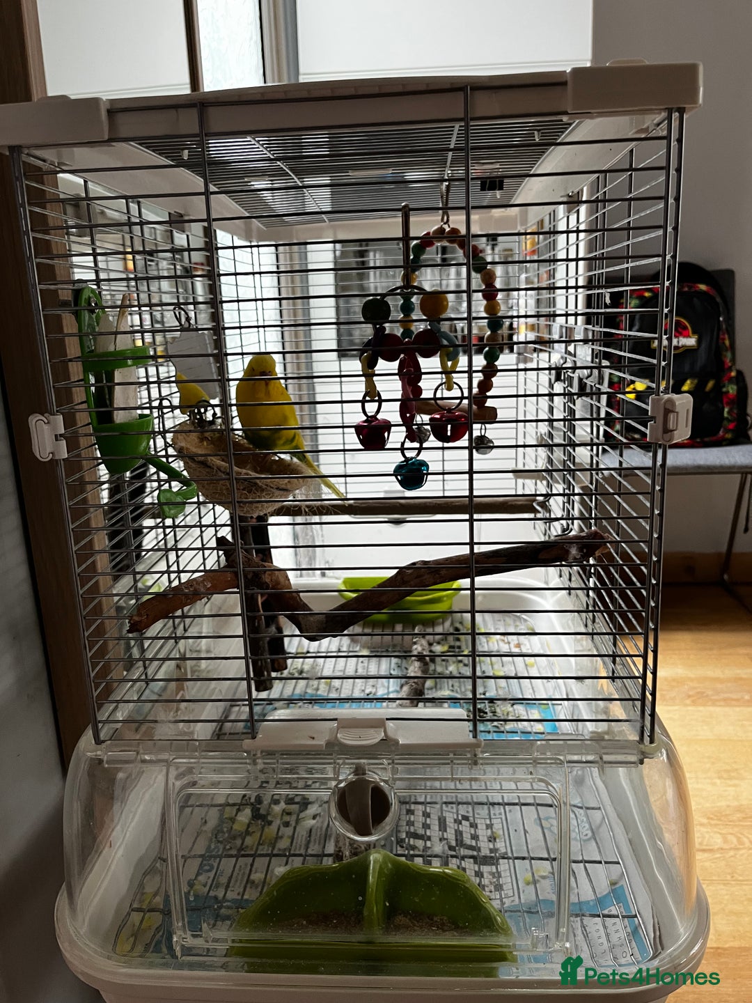 Budgerigars birds for sale: 1 male budgie for sale with cage - Image 3