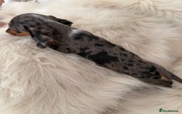 Miniature Dachshund dogs for sale: Stunning Silver & Chocolate Dapple Miniatures - Image 6