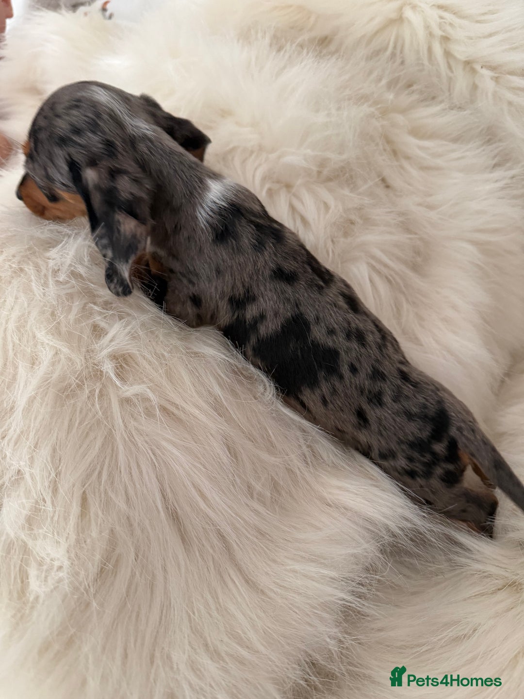 Miniature Dachshund dogs for sale: Stunning Silver & Chocolate Dapple Miniatures - Image 6