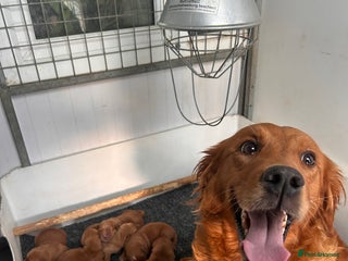 Golden Retriever dogs Dark Red Working Golden Retriever puppies - Advert 5