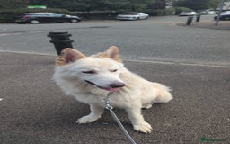 Mixed Breed dogs for sale: Two white shepherds both 18 months - Image 7