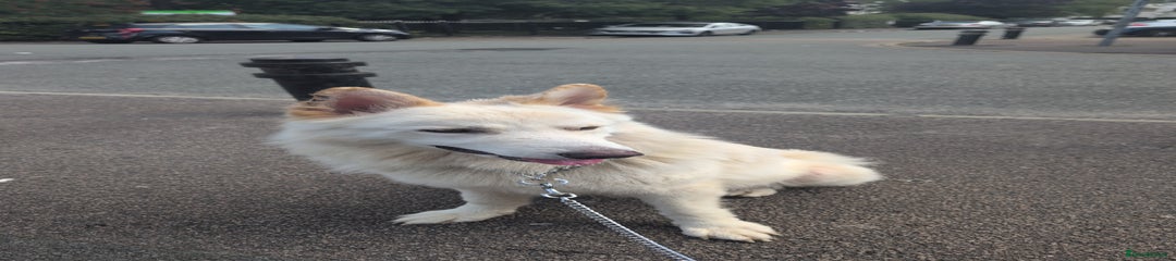 Kaizer