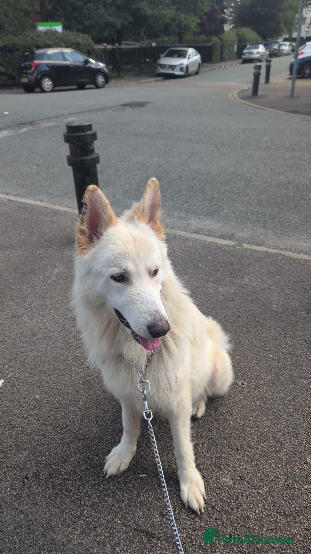 Mixed Breed dogs for sale: Two white shepherds both 18 months - Image 7