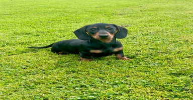 Miniature Dachshund dogs - Advert 3