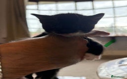 Mixed Breed cats for sale: Beautiful kittens 5* homes only  - Image 6