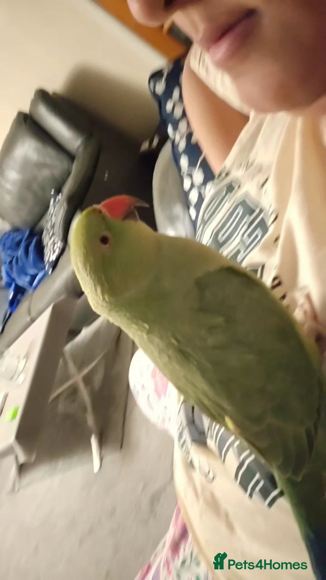 Ringnecks birds for sale: Green Indian Ringneck Parrot for rehoming - Advert 4