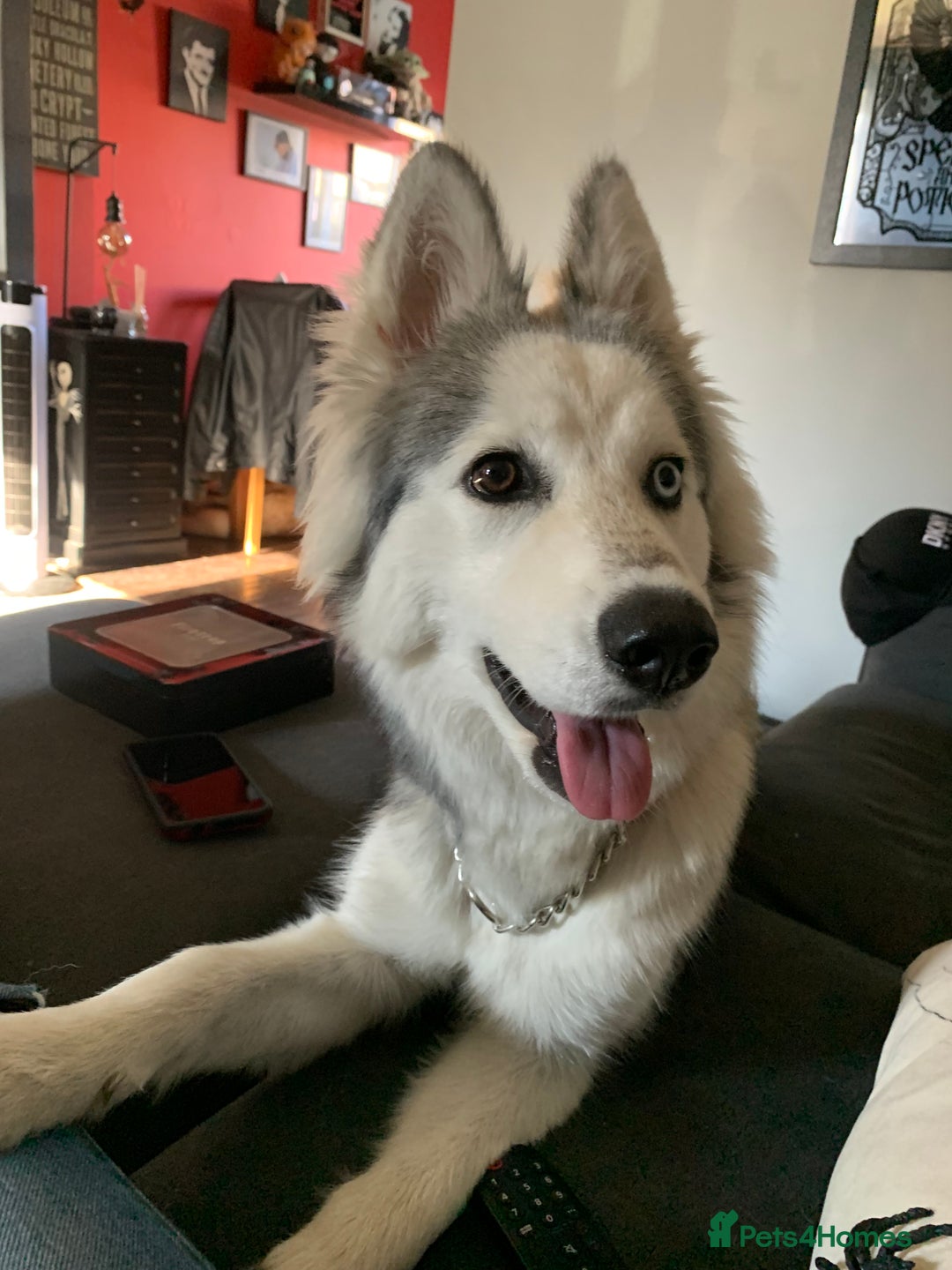 Siberian Husky dogs for sale: Beautiful Siberian husky girl in Bolton - Image 10